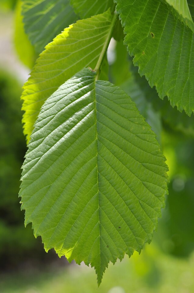 Hanging elm tree leaf nature