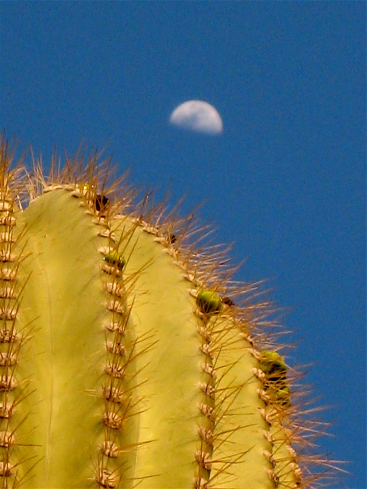Moon Over Cactus