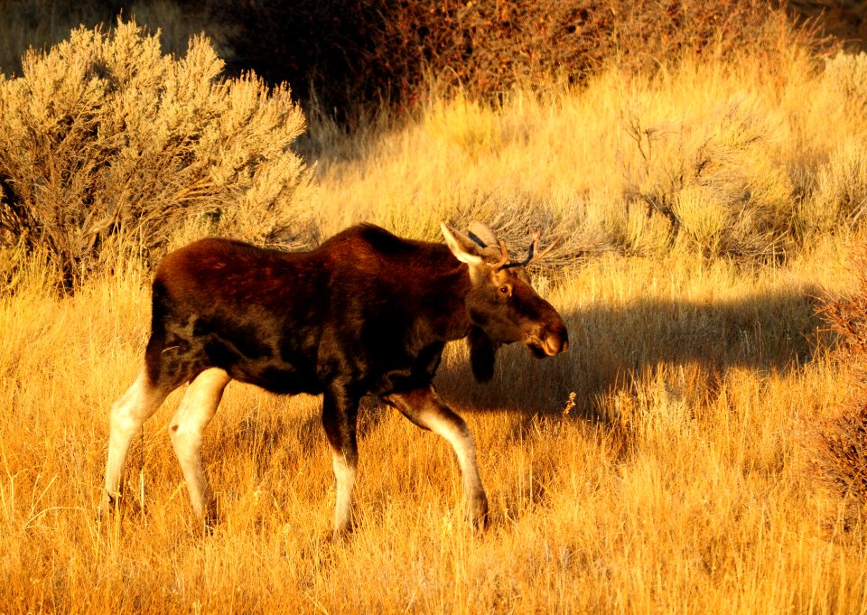 Moose at Seedskadee National Wildlife Refuge