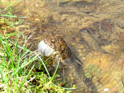 Eastern American Toad and eggs, March 2015--Warren Bielenberg