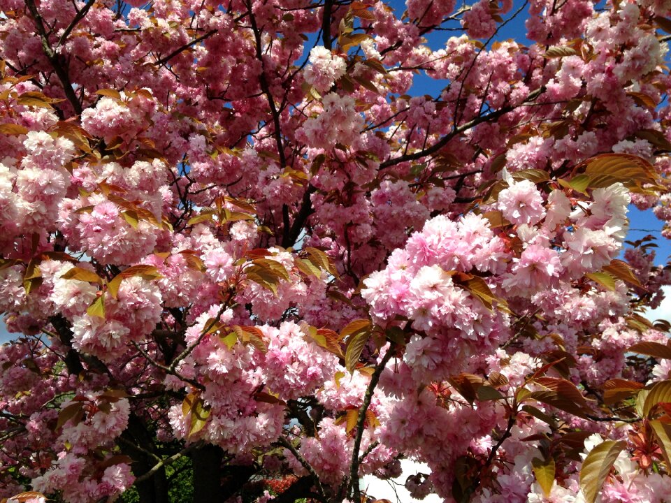 Tree spring nature