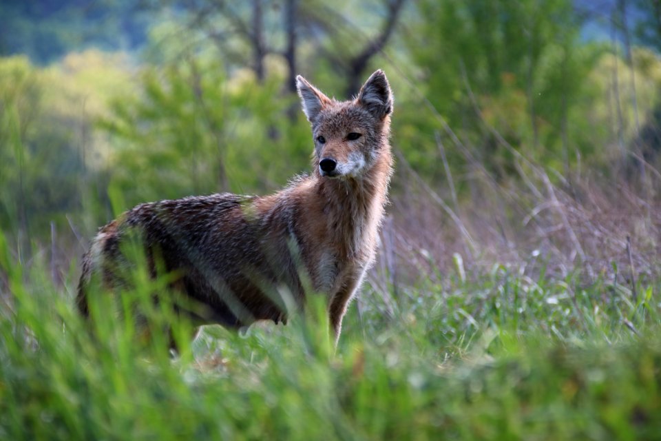 Coyote in Cades Cove, May 8, 2018--Warren Bielenberg