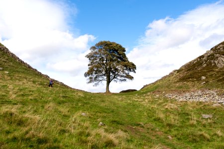 The Sycamore Tree at Henshaw photo