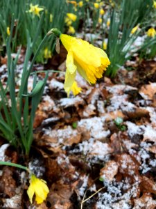 Snowy daffodils--March 2018, Andrea Walton