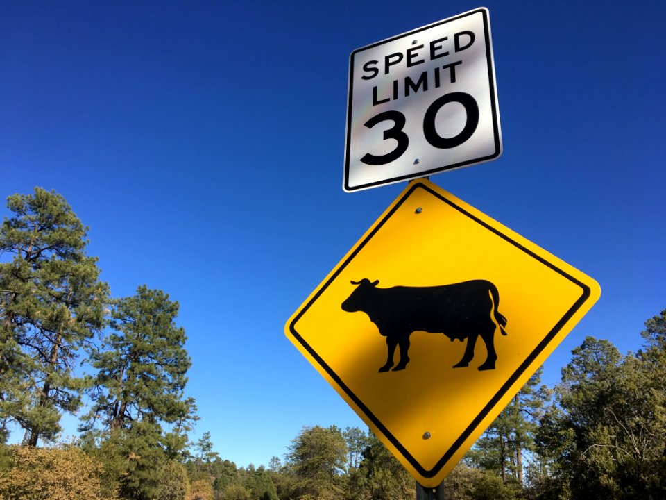 Keep it Under 30, Bovines