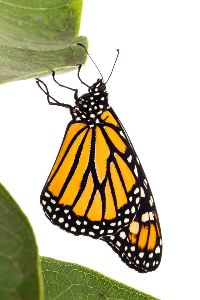 Monarch butterfly on milkweed