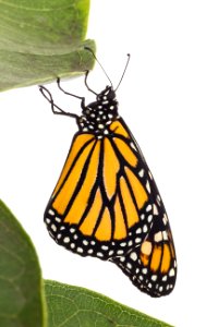 Monarch butterfly on milkweed photo