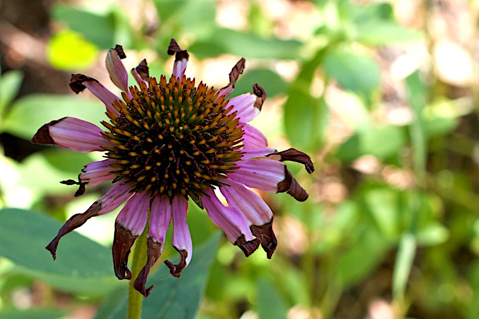 Tired Cone Flower