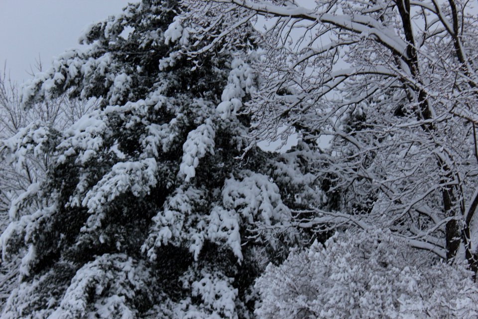 December 1 & 2 Snow Fall- 2019