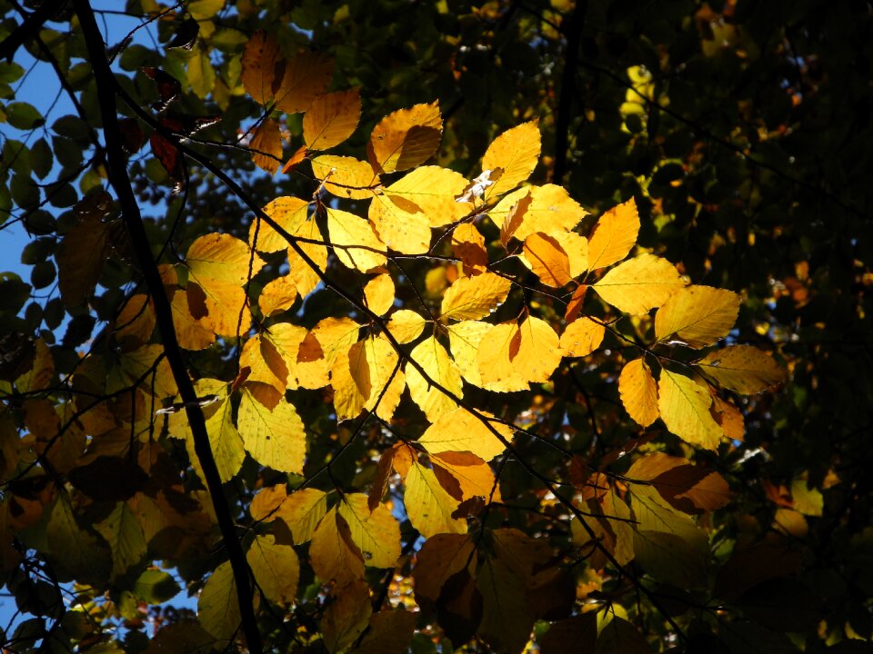 Autumn golden autumn golden