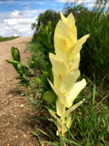 Albino Hemp Dogbane photo