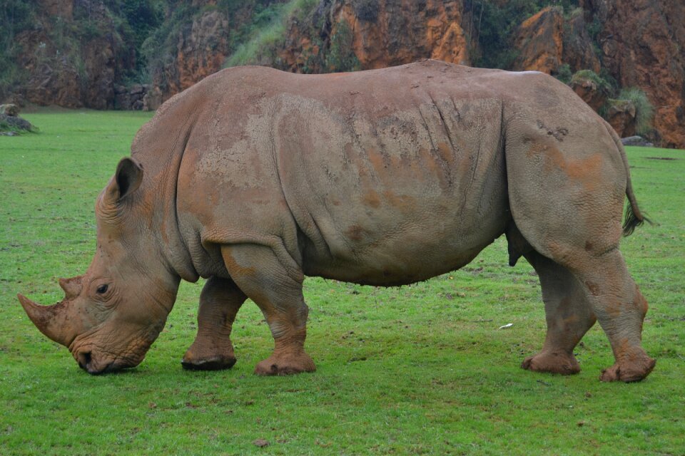 Animals africa safari