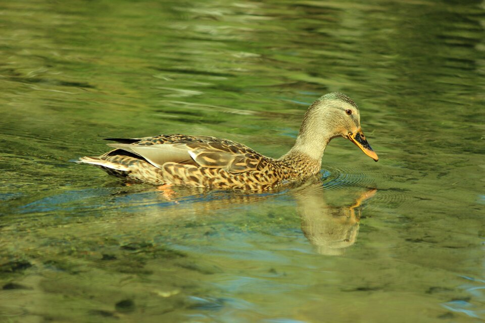 Green lake water surface