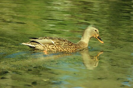 Green lake water surface