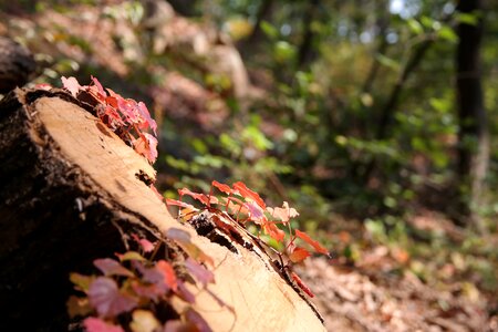 Autumn wood trunk