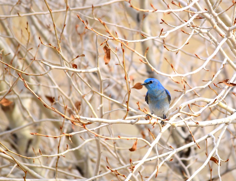 Mountain bluebird at Seedskadee National Wildlife Refuge