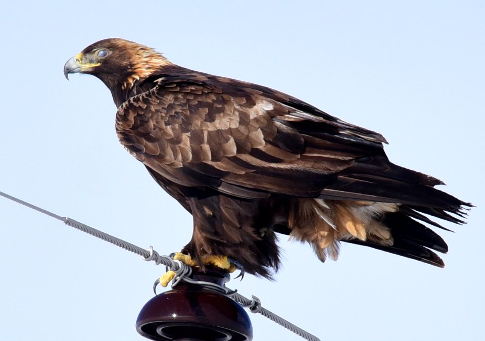 Golden eagle in Wyoming