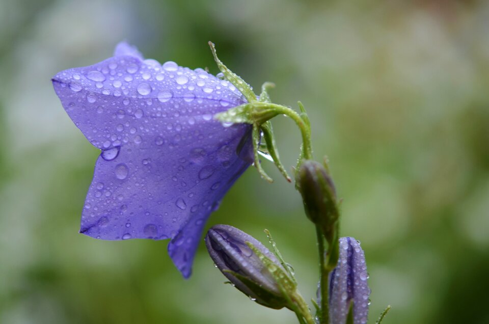 Drop nature wet