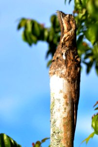 Nyctibius griseus. Bienparado común. Common  Potoo..