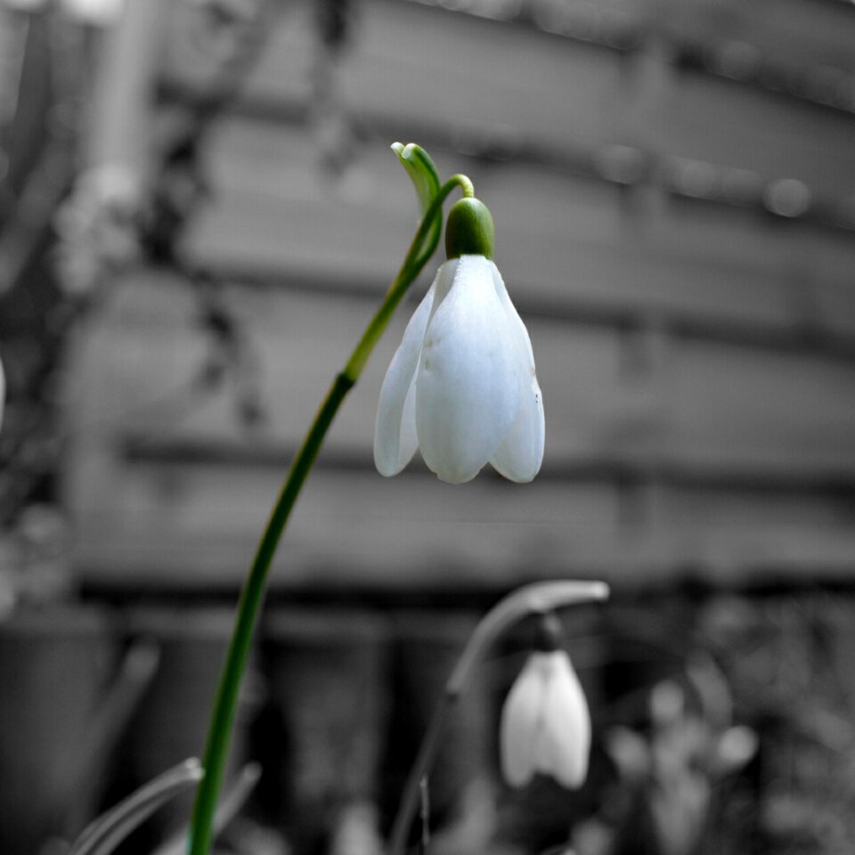 Spring flower close up