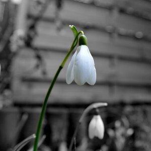 Spring flower close up