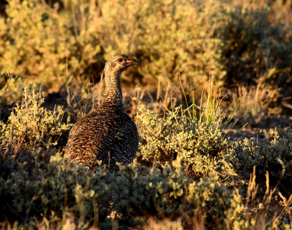 Greater sage-grouse at Seedskadee National Wildlife Refuge