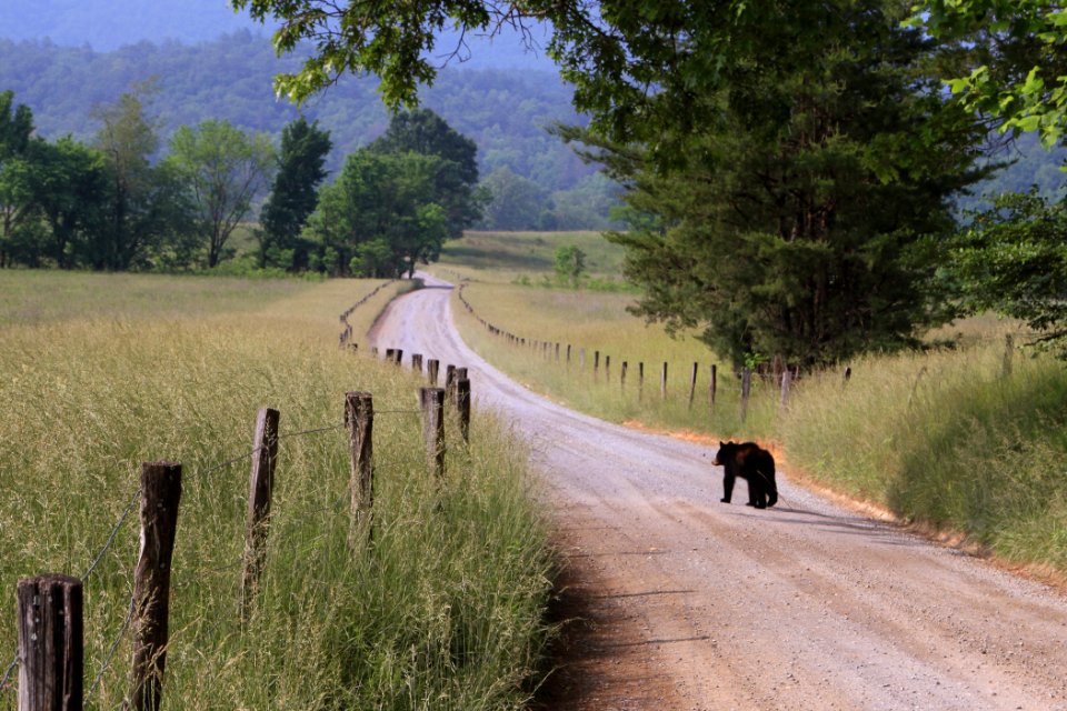 Bear walking down Hyatt Lane, May 2014--Warren Bielenberg