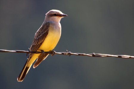 Western Kingbird