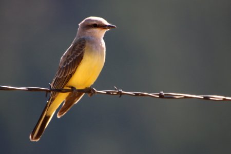 Western Kingbird photo