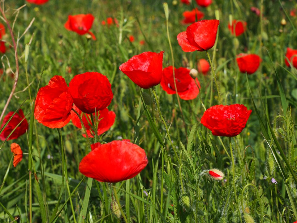 Klatschmohn poppy flower poppy