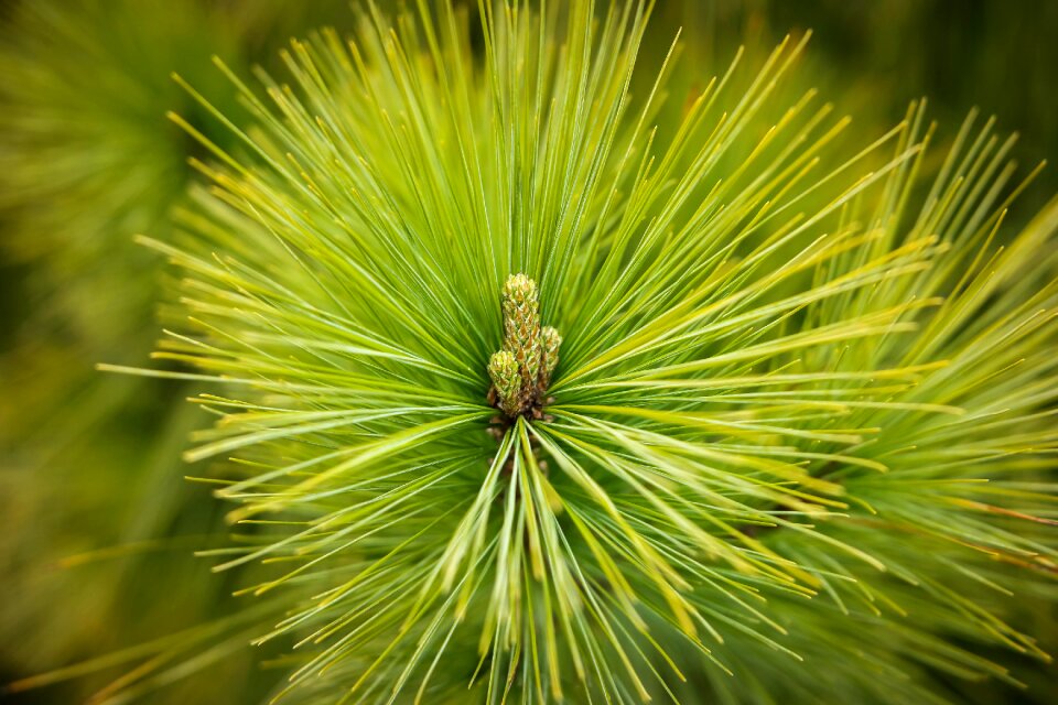 Green pointed tree