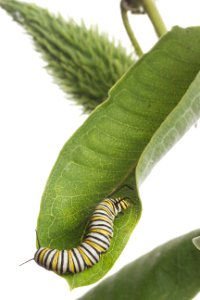 Monarch Caterpillar on milkweed photo