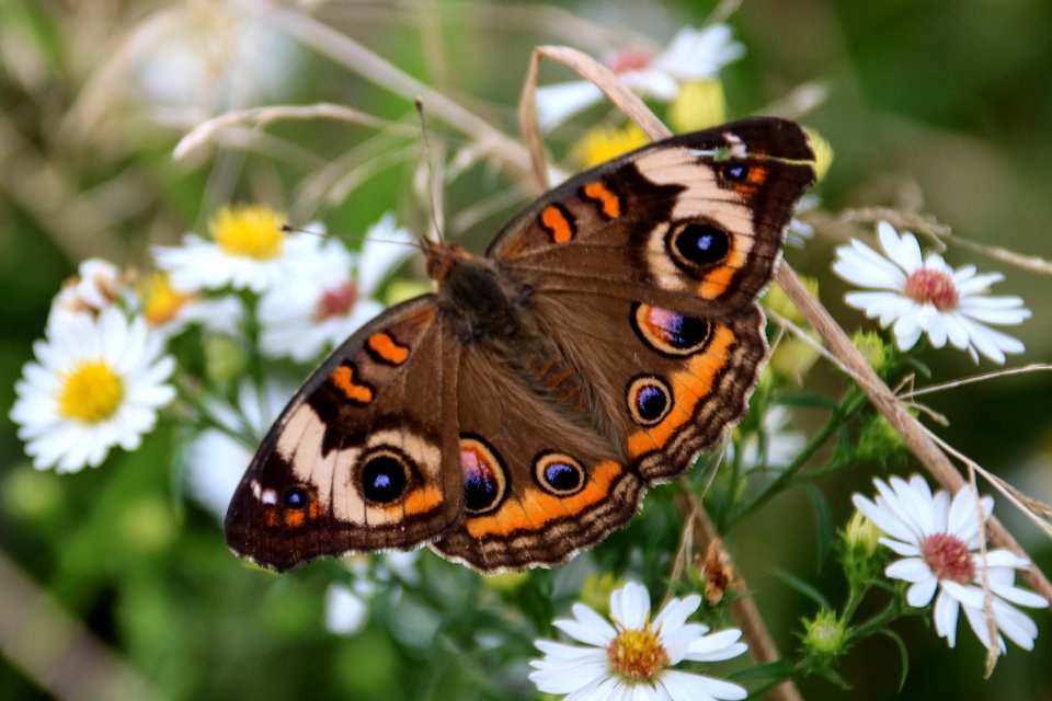 Common buckeye, October 3, 2018--Warren Bielenberg