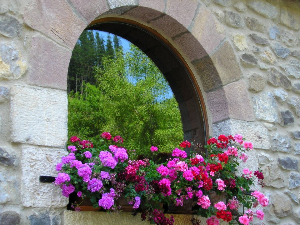 Window flowers in the window rosa