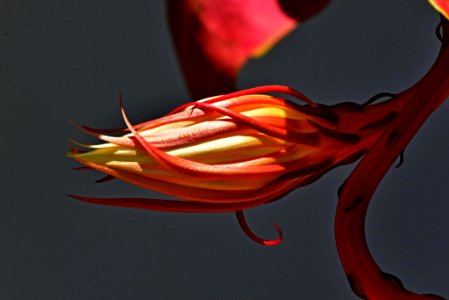Dama (Reina) de la noche, Flor de baile,  Pluma de Santa Teresa (Epiphyllum oxypetalum)