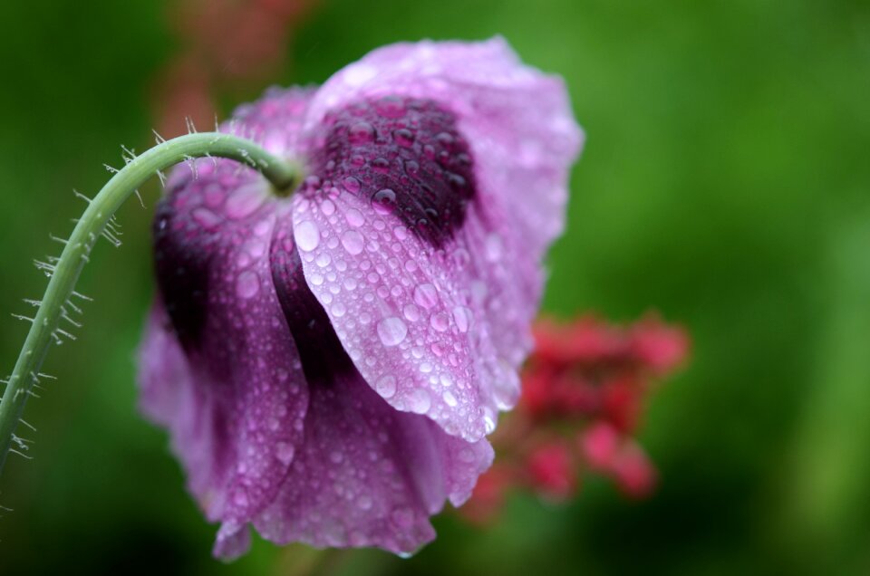 Drop nature wet