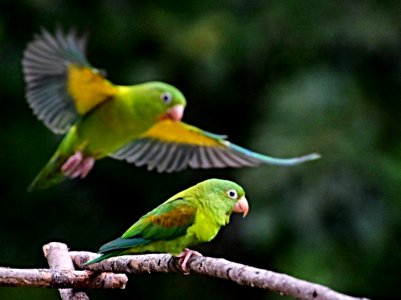 Brotogeris jugularis - Periquito bronceado - Orange-chinned Parakeet