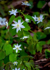 Rue anemone, April 2018--Thom McManus