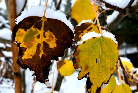 2019/365/273 Fall Could Not Fall Quick Enough photo