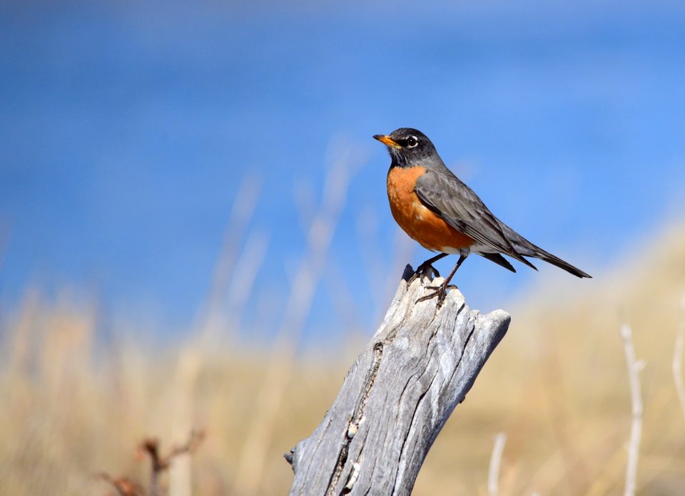 American robin at Seedskadee National Wildlife Refuge