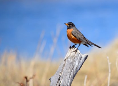 American robin at Seedskadee National Wildlife Refuge