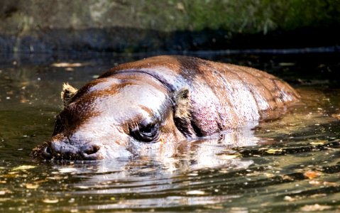 Hippopotamus01 photo