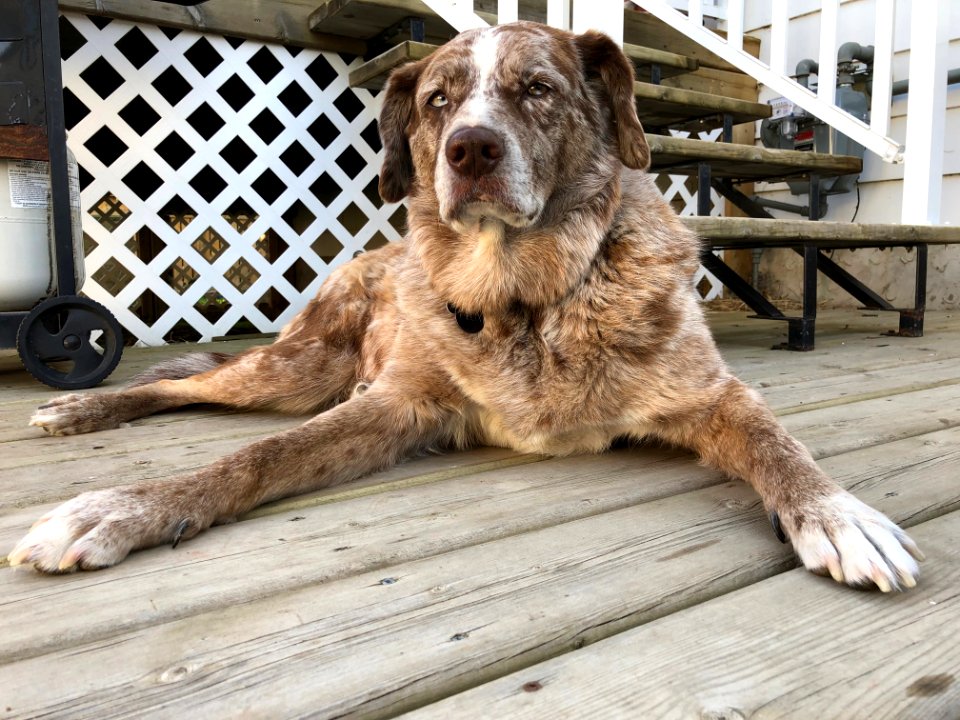 Dog Yoga photo