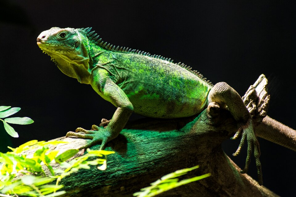 Animal dragon green