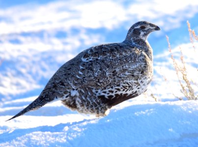 Greater sage-grouse at Seedskadee National Wildlife Refuge photo