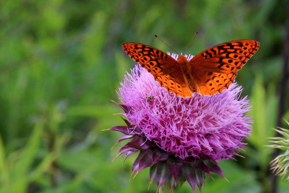 Great-spangled fritillary, May 22, 2017--Warren Bielenberg