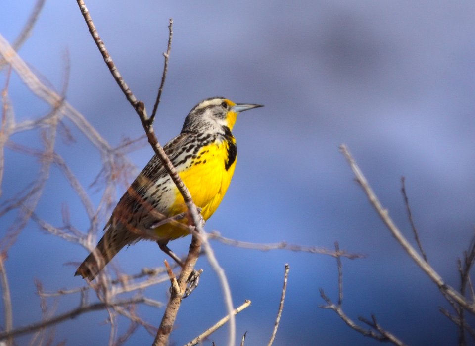 Western meadowlark on Seedskadee National Wildlife Refuge