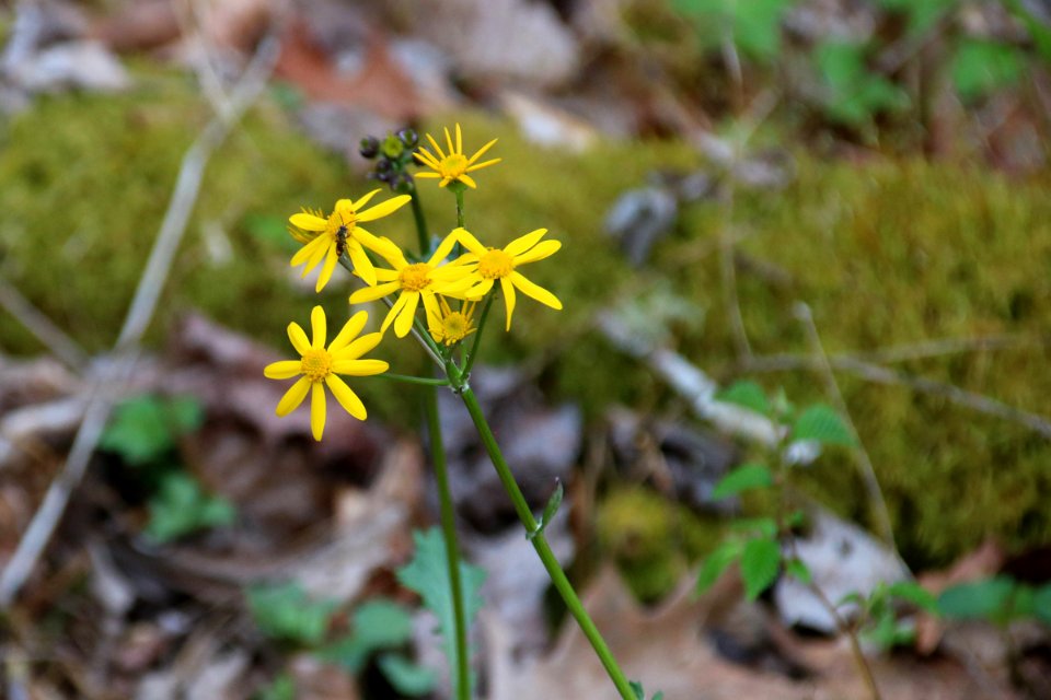 Golden ragwort, April 2018--Warren Bielenberg
