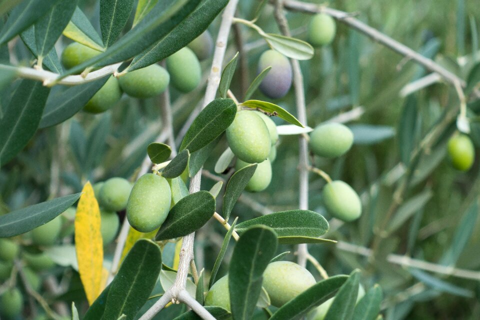 Nature plant olive branch
