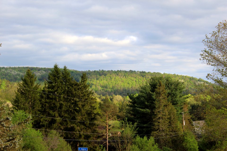 View from The Window